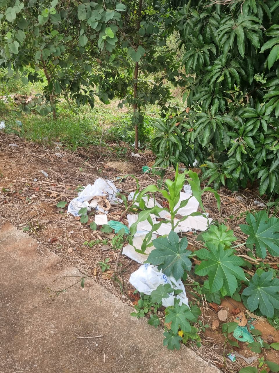 Sacolas plásticas descartadas em área verde